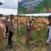 Panen Jagung Serentak di Manggar Sukses, Polres Beltim Tegaskan Dukungan Ketahanan Pangan    