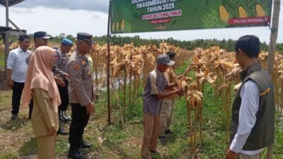 Panen Jagung Serentak di Manggar Sukses, Polres Beltim Tegaskan Dukungan Ketahanan Pangan    