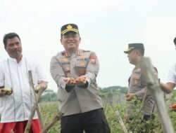 Kapolres Nganjuk Tinjau Panen Raya Tomat Dukung Program Ketahanan Pangan dan MBG