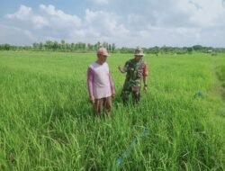 Babinsa Benjeng Terus Dorong Semangat Petani Rawat Padi Demi Ketahanan Pangan