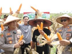 Polres Nganjuk Dukung Swasembada Pangan Lewat Panen Raya Jagung Serentak di Rejoso