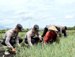 Live In’ : Siswa Diktukba SPN Polda Jatim Bantu Petani Bawang Merah di Nganjuk