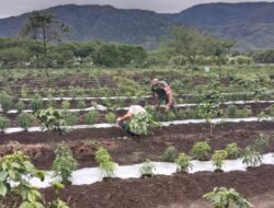 Babinsa Koramil 06/Jagong Gelar Kegiatan Ketahanan Pangan Bersama Warga di Desa Bukit Kemuning