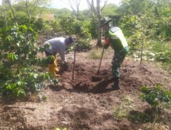 Babinsa Koramil 06/Jagong Laksanakan Program Ketahanan Pangan Bersama Warga Desa Paya Dedep