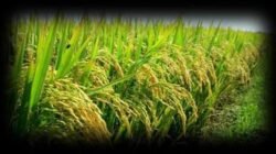 Dugaan Politisasi Zakat di Gampong Merbo Puntong , Masyarakat Dan Calon Keuchik Tak Dapat Bagian Karena Tak Tinggal di Desa