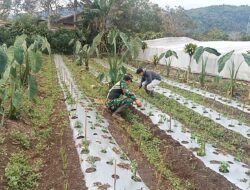 Babinsa Koramil 06/Jagong Laksanakan Kegiatan Ketahanan Pangan Bersama Warga Paya Dedep