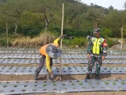 Babinsa Koramil 06/Jagong Laksanakan Program Ketahanan Pangan Bersama Warga di Paya Tungel