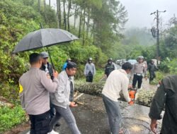 Respon Cepat Polres Aceh Tengah, Arus Lalu Lintas Jalur Takengon–Bintang Kembali Normal Usai Pohon Tumbang