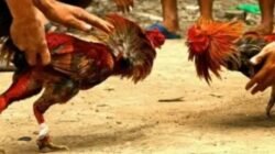 Polsek Tempe Perketat Penindakan Judi Sabung Ayam, Kapolsek: Tidak Ada Ruang untuk Praktik Ilegal