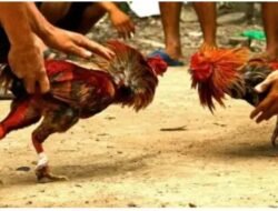 Polsek Tempe Perketat Penindakan Judi Sabung Ayam, Kapolsek: Tidak Ada Ruang untuk Praktik Ilegal