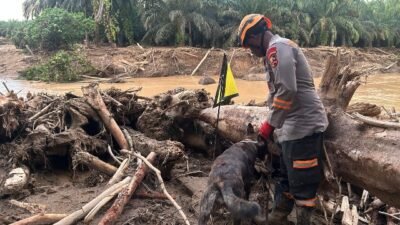 Pencarian Korban Bencana di Bantaran Sungai Huta Raja,  Ditpolsatwa Baharkam Polri Kerahkan Tim K 9