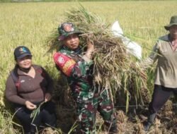 Dukung Ketahanan Pangan Nasional, Babinsa Desa Tukadaya Pantau Ubinan Padi di Subak Brawantangi