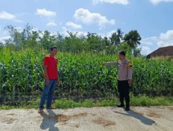 Dukung Program Ketahanan Pangan Nasional, Bhabinkamtibmas Polsek Belitang III Cek Tanaman Jagung