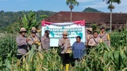 Kapolsek Sidemen Turut Serta, dalam  Panen Raya Jagung Serentak Kuartal IV di Desa Telagatawang Kec. Sidemen