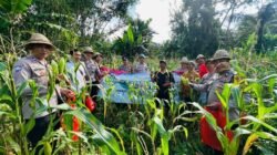 Dukung Ketahanan Pangan  Nasional,  Polsek Selat Laksanakan Panen Raya Jagung Kuartal IV di Karangasem
