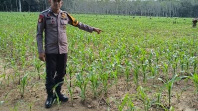 Wujudkan Swasembada Pangan,  Bhabinkamtibmas Polsek Belitang III Laksanakan Pengecekan Jagung I Desa I Hektar