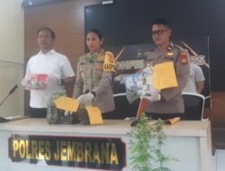 Warga Jembrana Nekat Tanam Ganja, Berakhir Berurusan dengan Sat Narkoba Polres Jembrana