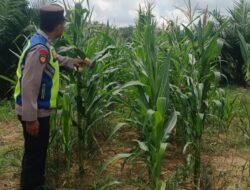 Dukung Program Ketahanan Pangan, Bhabinkamtibmas Polsek Belitang III Cek Tanaman Jagung