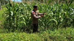 Bhabinkamtibmas Polsek Belitang III Laksanakan Pengecekan Tanaman Jagung