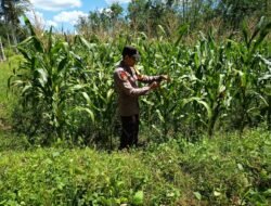 Bhabinkamtibmas Polsek Belitang III Laksanakan Pengecekan Tanaman Jagung