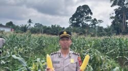 Ipda M.Aliudin.S.H Kanit Binpolmas Sat Binmas Polres Musi Rawas Utara Panen Jagung Manis di Kebun Mako Polres