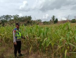 Bhabinkamtibmas Polsek Belitang III Laksanakan Program Ketahanan Pangan I Hektar I Desa