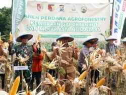 Wabup Jember DJOS Hadir Di Panen Perdana Jagung Agroforestry Kemitraan Gapoktanhut Sumber Makmur Seputih dan PT MANU Jakarta