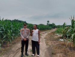 Kapolsek Tanjung Raja Cek Lahan Jagung Pipil Mitra Polri Dukung Program Ketahanan Pangan Nasional