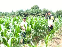 Dukung Ketahanan Pangan Bhabinkamtibmas Polsek Belitang III Laksanakan Pendampingan