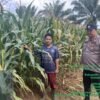 Bhabinkamtibmas Polsek Pangkalan Balai Lakukan Perawatan Tanaman Jagung untuk Ketahanan Pangan