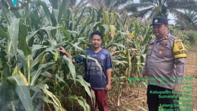 Bhabinkamtibmas Polsek Pangkalan Balai Lakukan Perawatan Tanaman Jagung untuk Ketahanan Pangan