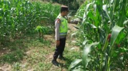 Dukung ketahanan Pangan Bhabinkamtibmas Polsek Belitang III Laksanakan Pendampingan