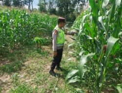 Dukung ketahanan Pangan Bhabinkamtibmas Polsek Belitang III Laksanakan Pendampingan