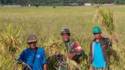 Dukung Ketahanan Pangan Nasional, Babinsa Sangkar Agung Kawal Proses Ubinan Padi Bersama BPS