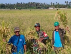 Dukung Ketahanan Pangan Nasional, Babinsa Sangkar Agung Kawal Proses Ubinan Padi Bersama BPS