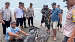 Respon Cepat Kepolisian Resor Jembrana, Tangani Paus Sperma Kerdil Terdampar di Pantai Tembles Mendoyo