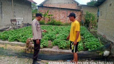 Bhabinkamtibmas Polsek Tanjung Lago Dorong Program P2B Dukung Swasembada Pangan Nasional