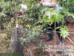 Bhabinkamtibmas Polsek Pulau Rimau Gelorakan Swasembada Pangan di Desa Senda Mukti