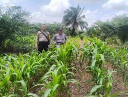 Dukung Ketahanan Pangan Bhabinkamtibmas Polsek Belitang III Terus Lakukan Pendampingan