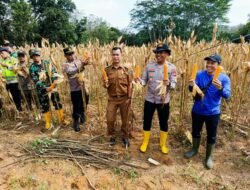 Kegiatan Panen Jagung Diwilayah Polsek Belitang III Polres Oku Timur