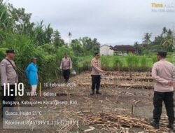 Dukung Ketahanan Pangan Nasional, Kapolsek Bebandem Pantau Langsung Perkembangan Lahan Jagung di Desa Bungaya