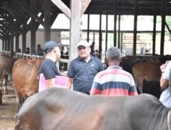 Optimalkan Bantuan Presiden, Bupati Bireuen Beli 90 Ekor Lembu untuk Meugang Korban Banjir