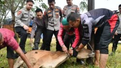 Mahasiswa STIK Lemdiklat Polri Serahkan Hewan Meugang untuk Warga Huntara, Aceh Timur