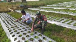 Babinsa Koramil 06/Jagong Laksanakan Ketahanan Pangan Bersama Warga di Jagong Jeget