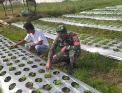 Babinsa Koramil 06/Jagong Laksanakan Ketahanan Pangan Bersama Warga di Jagong Jeget