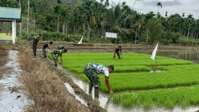 Menjaga Tunas Kehidupan: Satgas TMMD Ke-127 Rawat Bibit Padi, Menyemai Harapan di Tanah Jeumpa.