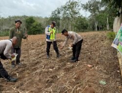 Penanaman Jagung I Desa I Hektar Polsek Belitang III Dukung Ketahanan Pangan