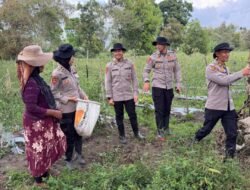 Panen Cabai Bersama di Kecamatan Timang Gajah, Wujud Sinergi Dukung Ketahanan Pangan