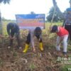 Polsek Pemulutan Dukung Ketahanan Pangan, Laksanakan Penanaman Jagung di Desa Pemulutan Ilir
