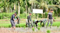 Melalui TMMD, TNI Dorong Peningkatan Produksi Pertanian Desa.
